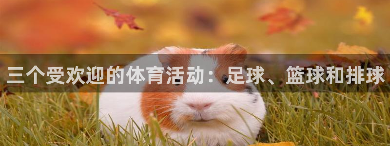 oe欧亿体育官网：三个受欢迎的体育活